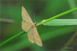 <p>ŽLUTOKŘÍDLEC HNĚDOČÁRNÝ (Idaea rufaria) </p>